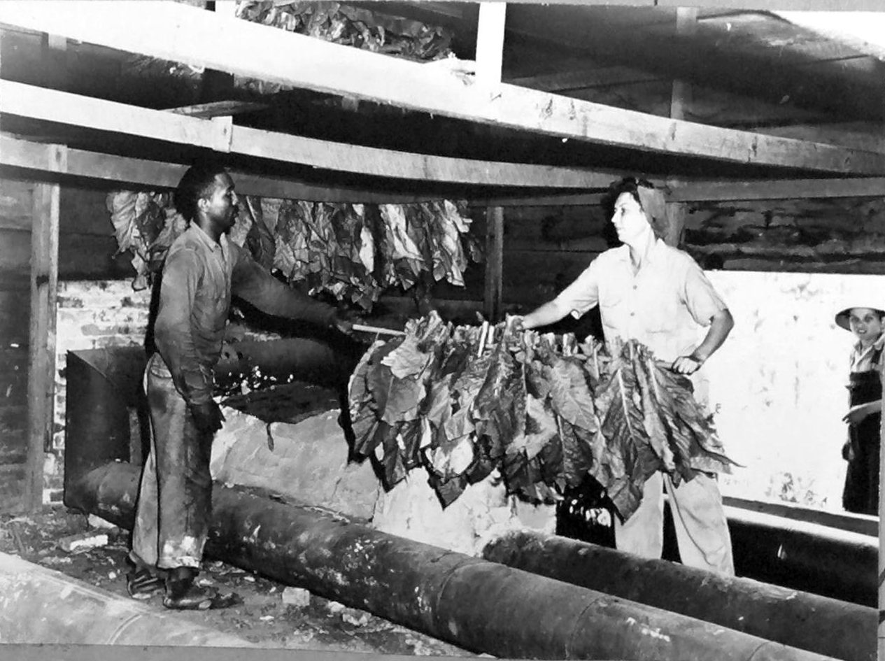 Barning tobacco, Braswell Plantation tenant farm, Battleboro, N.C., August 1944. Courtesy, State Archives of North Carolina