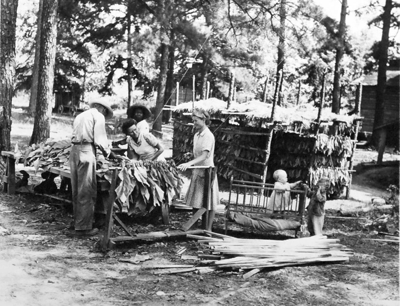 ying tobacco, Mason farm, another of the Braswell family's tenant farms, Battleboro, N.C., August 1944. Photo courtesy, State Archives of North Carolina