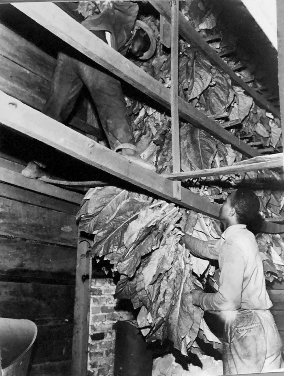 Barning tobacco, Braswell Plantation tenant farm, August 1944. Courtesy, State Archives of North Carolina