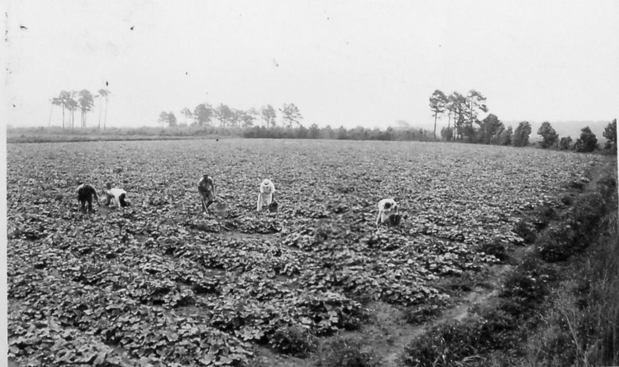 Courtesy, State Archives of North Carolina