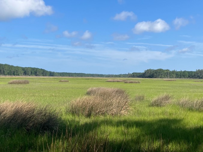 The headwaters of Oyster Creek. Photo by David Cecelski