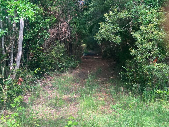 On the path to the cemetery where Benjamin and Euphamy Hardesty are buried. Photo by David Cecelski