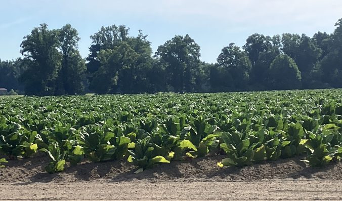 A tobacco field in Browntown, 5 or 6 miles south of Snow Hill, in Greene County, N.C. Photo by David Cecelski