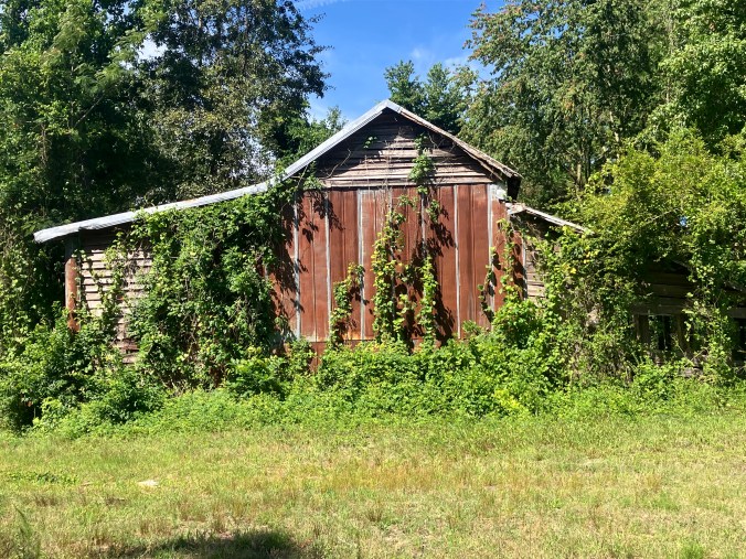 Tobacco barn, Browntown, N.C. Photo by David Cecelski